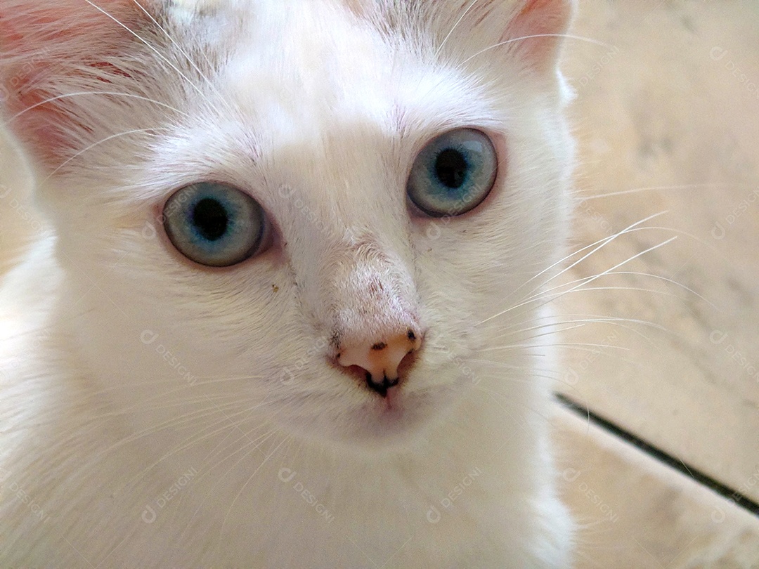 Gato branco de olhos azuis