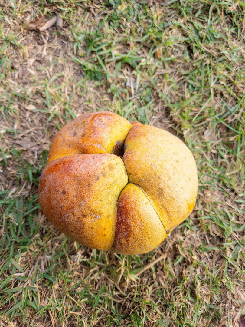 Fruta maçã do elefante