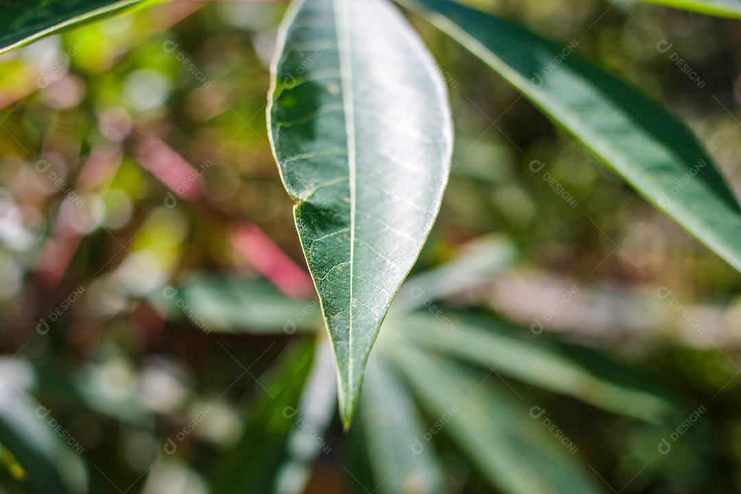 Detalhe de uma folha verde em uma floresta
