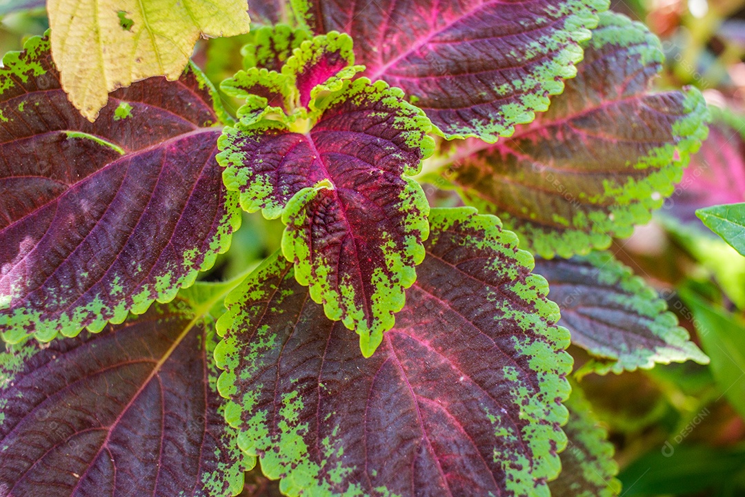 Detalhes de uma folha de Coleus em um jardim