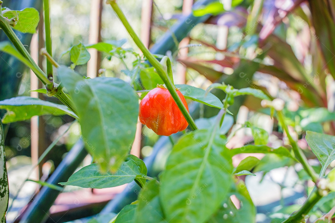 Pimenta nascendo em um jardim
