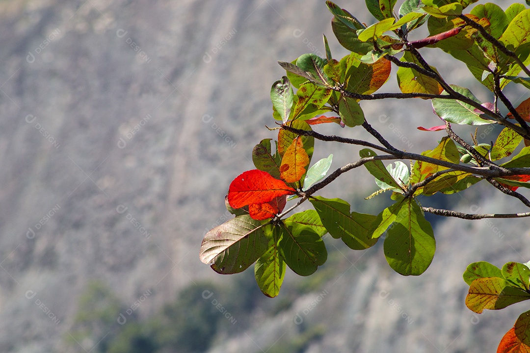 Folhas de uma amendoeira no Rio de Janeiro
