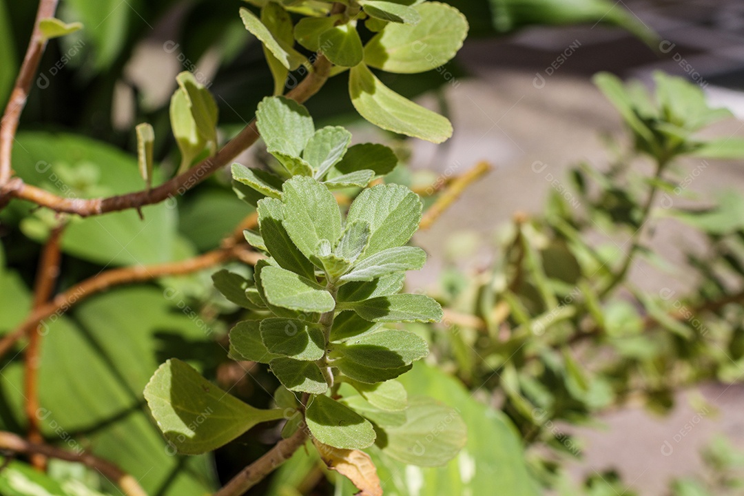 Boldo sai em jardim no Rio de Janeiro