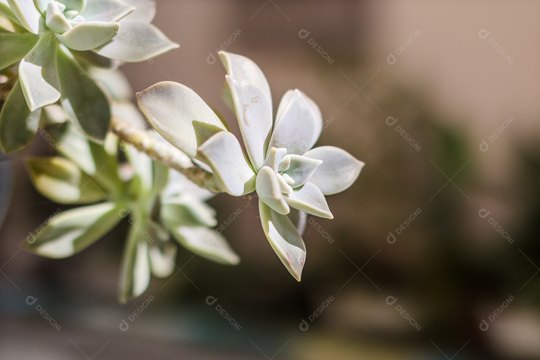 Flor conhecida como rosa-pedra em um jardim no Rio de Janeiro