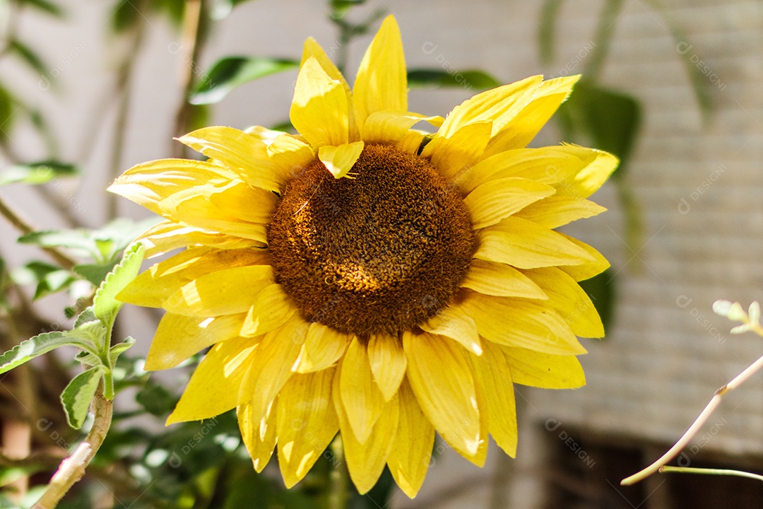 Girassol em um jardim