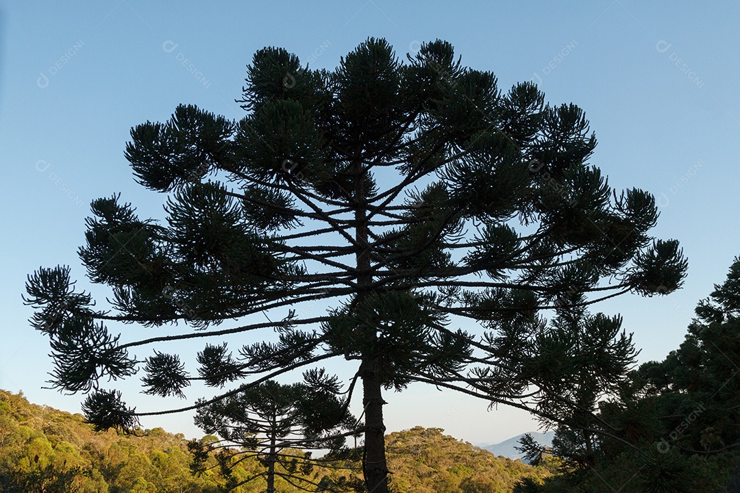 Árvore conhecida como araucária ao ar livre