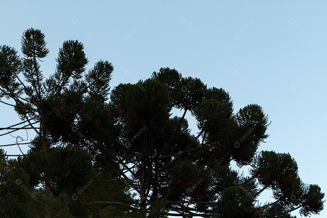 Árvore conhecida como araucária ao ar livre