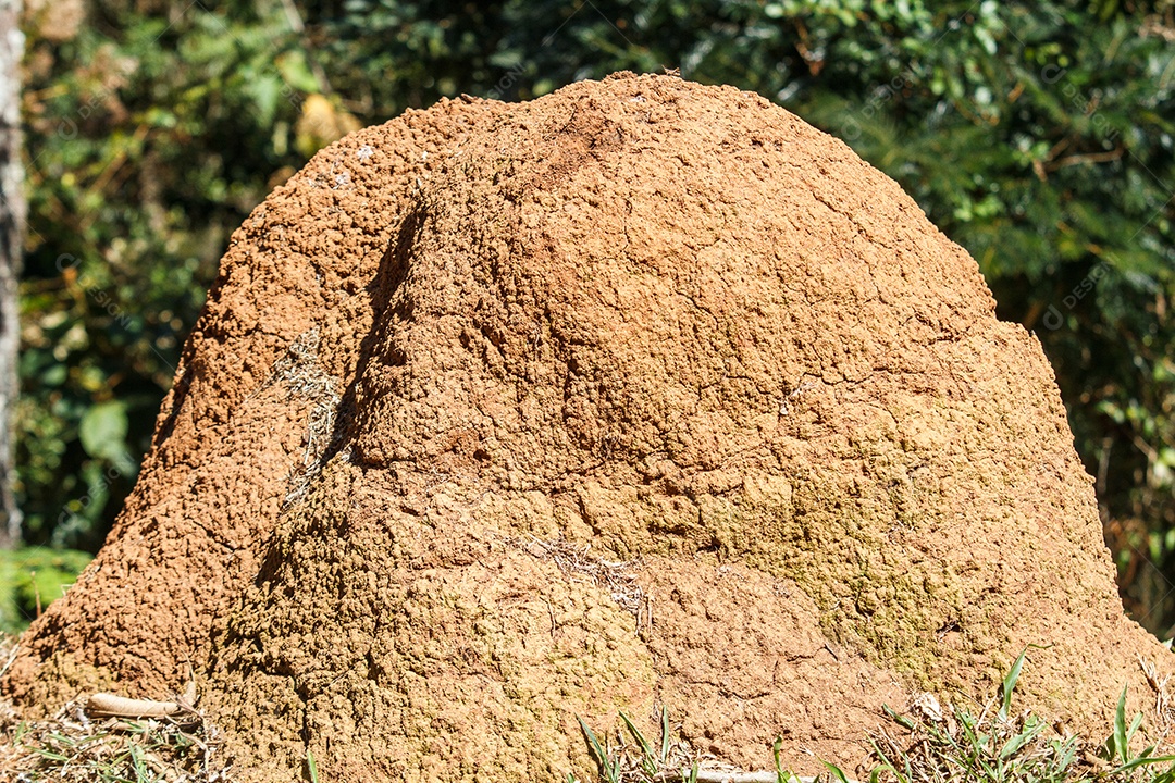 Cupinzeiro ao ar livre