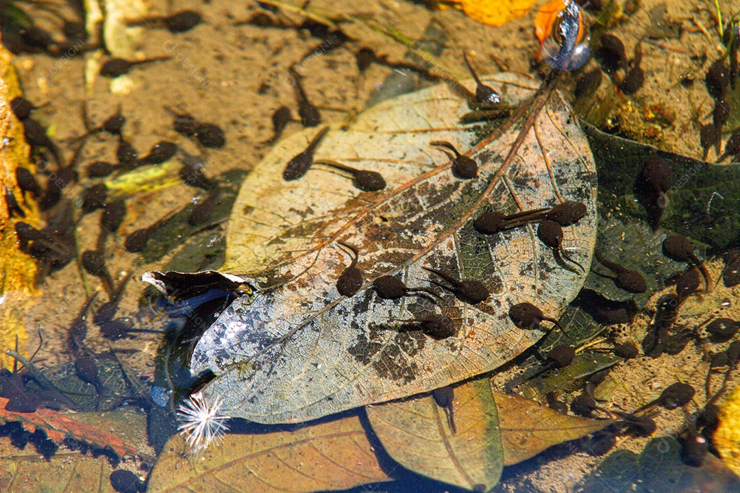 Girinos em uma lagoa ao ar livre