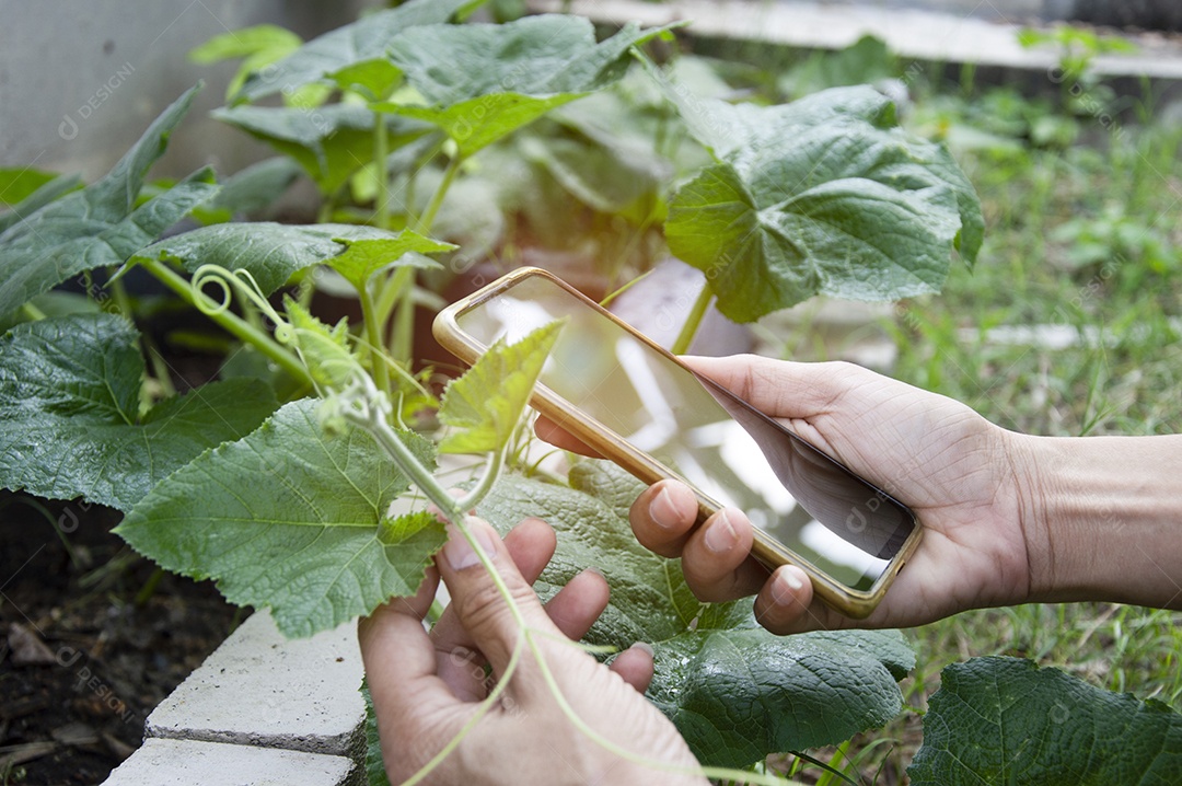 O conceito de uso de IA e agricultura inteligente