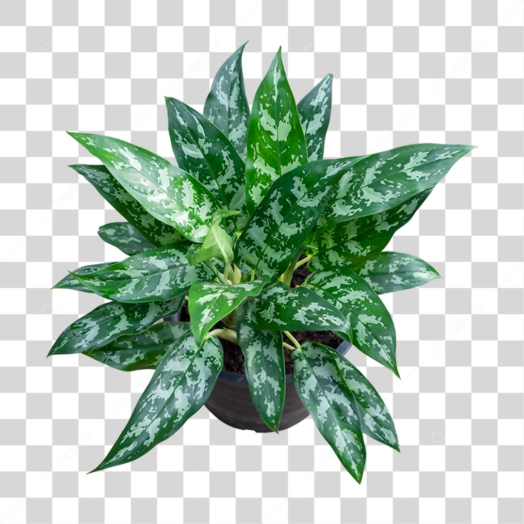 Planta de Jardim PNG Transparente