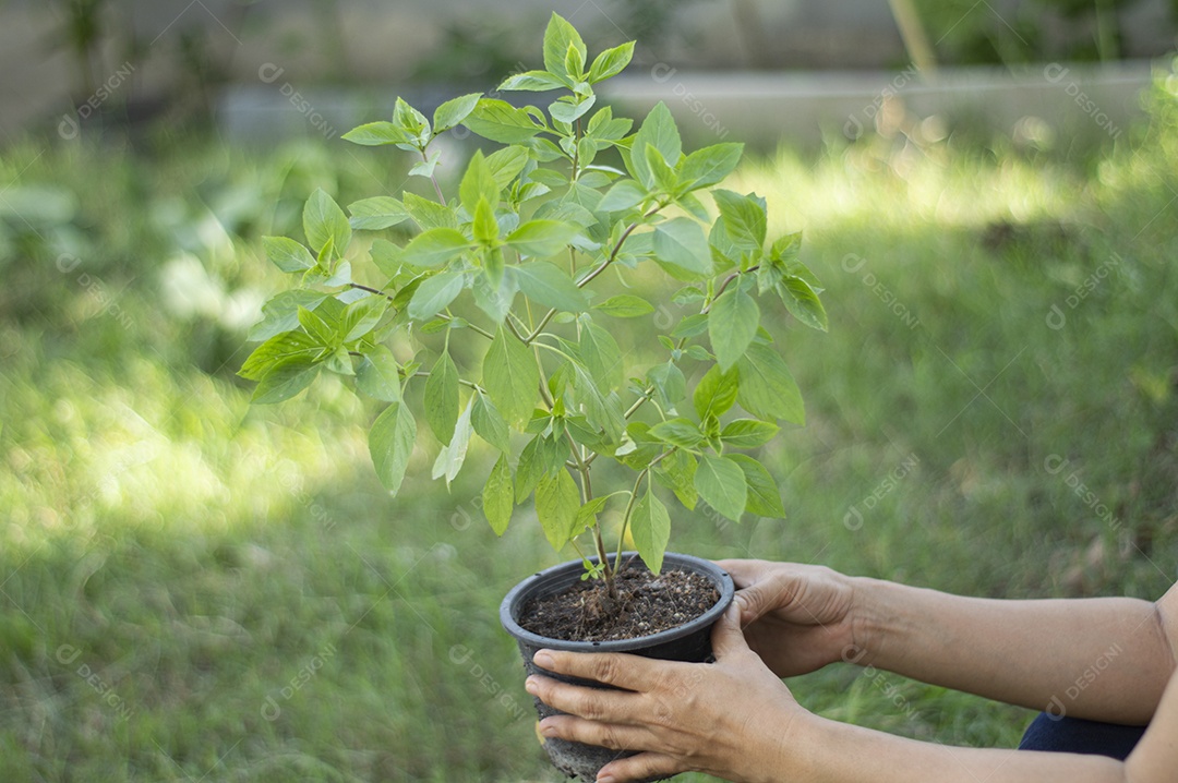 O conceito de plantar árvores conjuntamente para objetivo de desenvolvimento sustentável