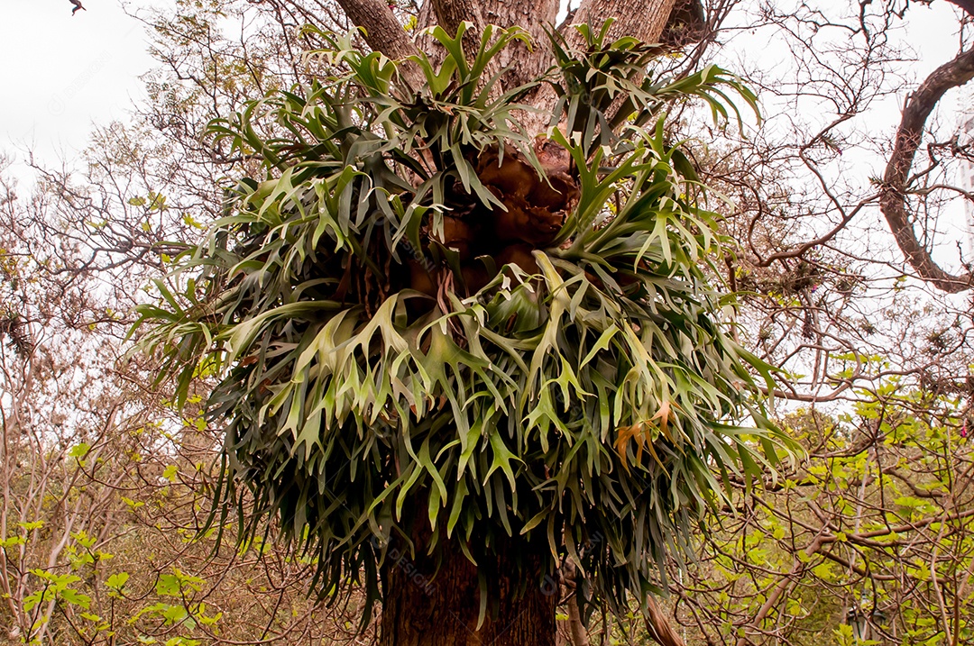 Planta de chifre de veado (Platycerium bifurcatum) agarrada a uma árvore