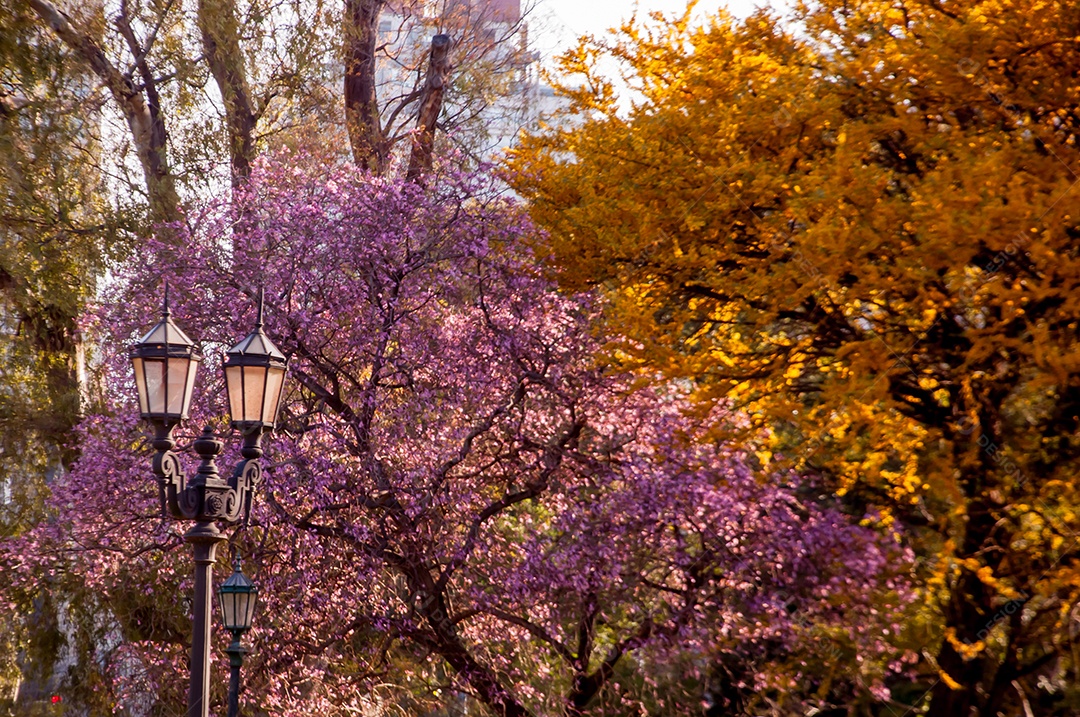 Detalhes de árvores roxas e amarelas no parque El Rosedal Buenos Aires Argentina