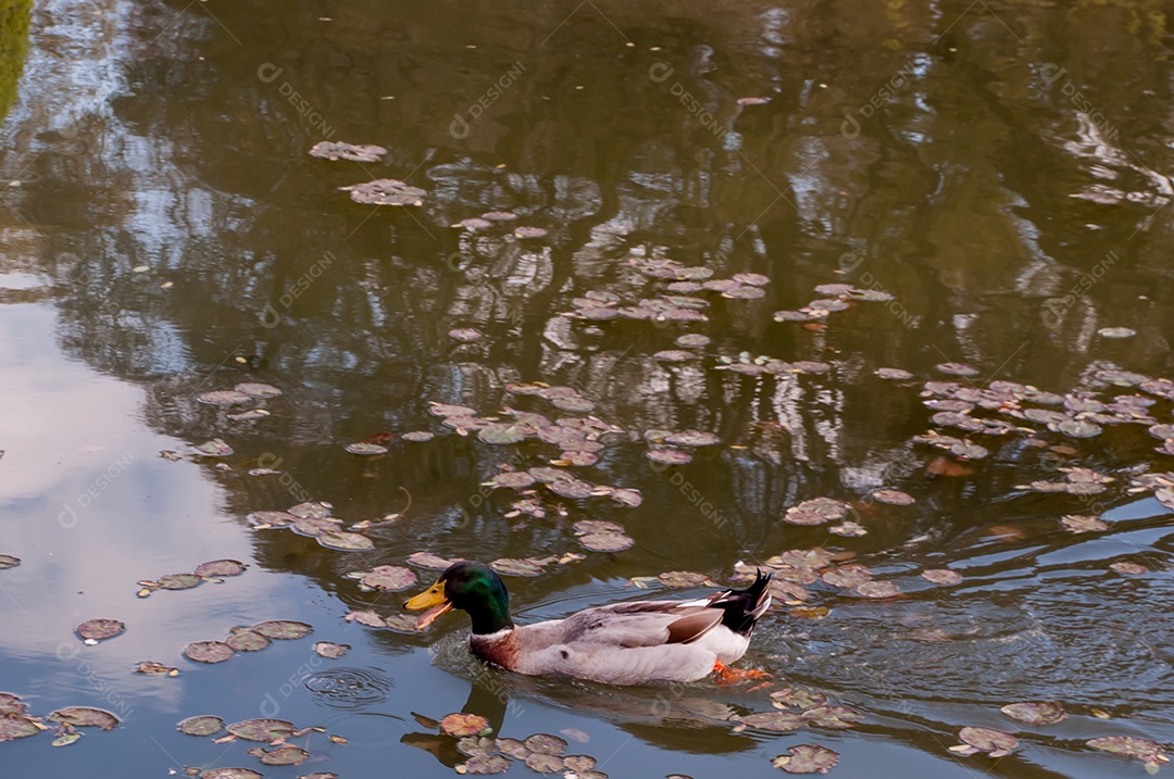 Pato nadando no lago, movimento da água