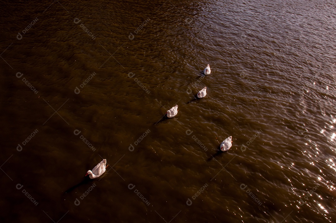 Gansos nadando no lago do Parque El Rosedal, em Buenos Aires, Argentina