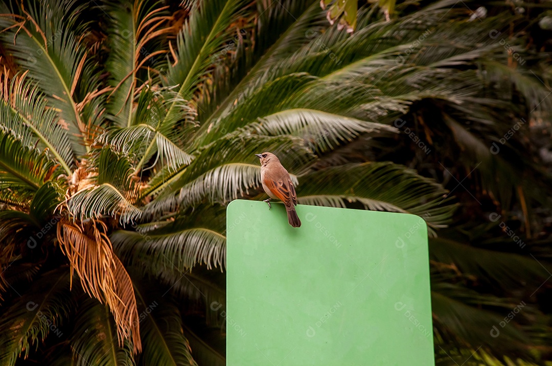 Baywing acinzentado (Agelaioides badius) no jardim