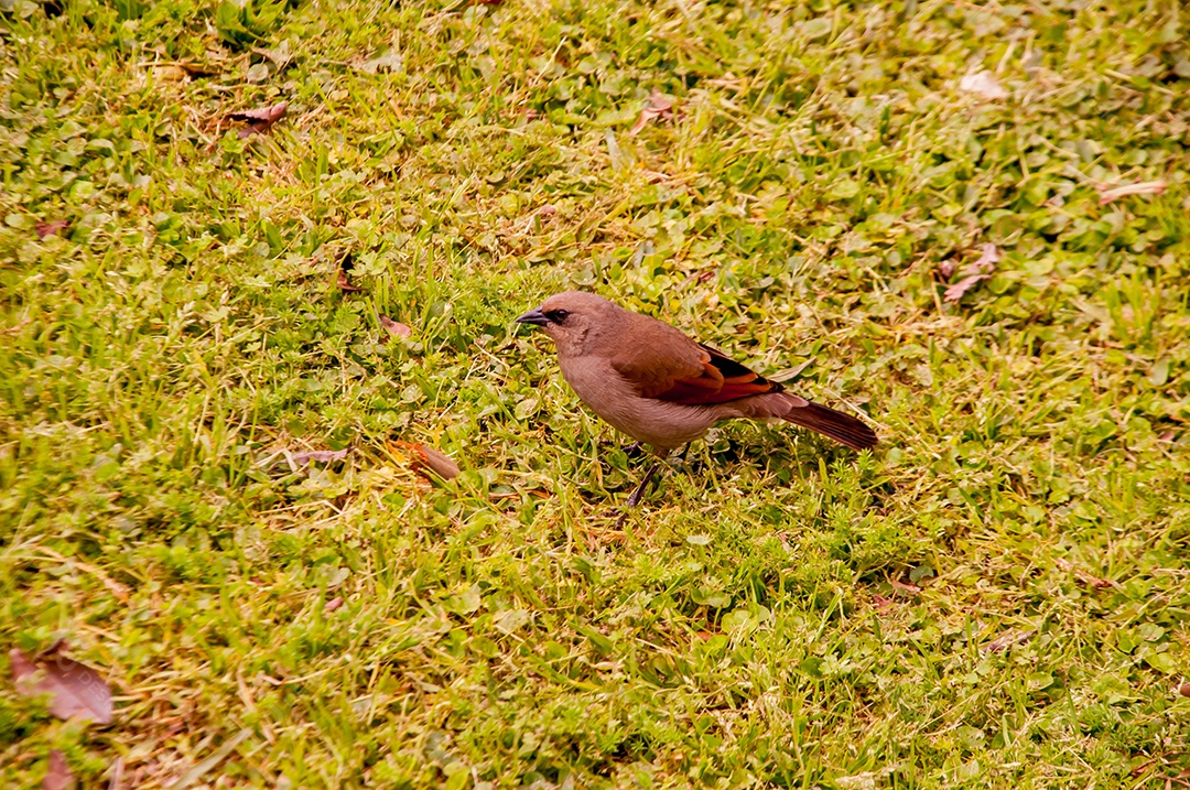 Baywing acinzentado (Agelaioides badius) em um gramado