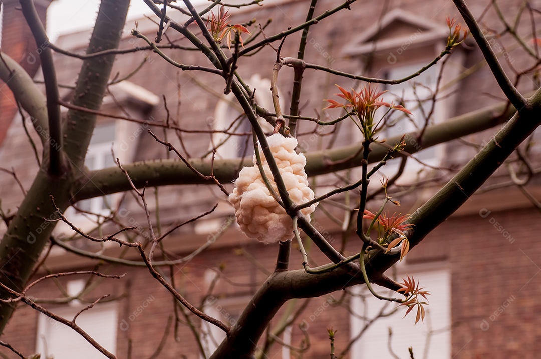 Árvore de fio de seda (Ceiba speciosa) algodão na árvore