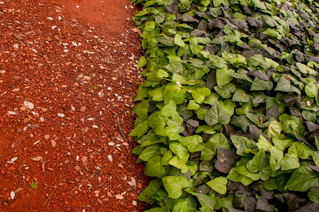 Plano de fundo texturizado - piso de terra e planta de hera