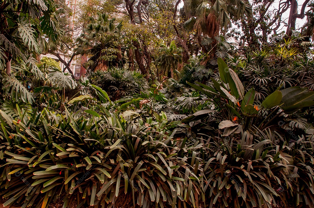 Fundo texturizado de floresta tropical em um jardim botânico em Buenos Aires Argentina