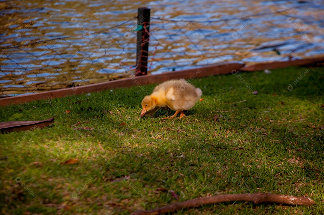 Bebê ganso andando na grama perto de um lago