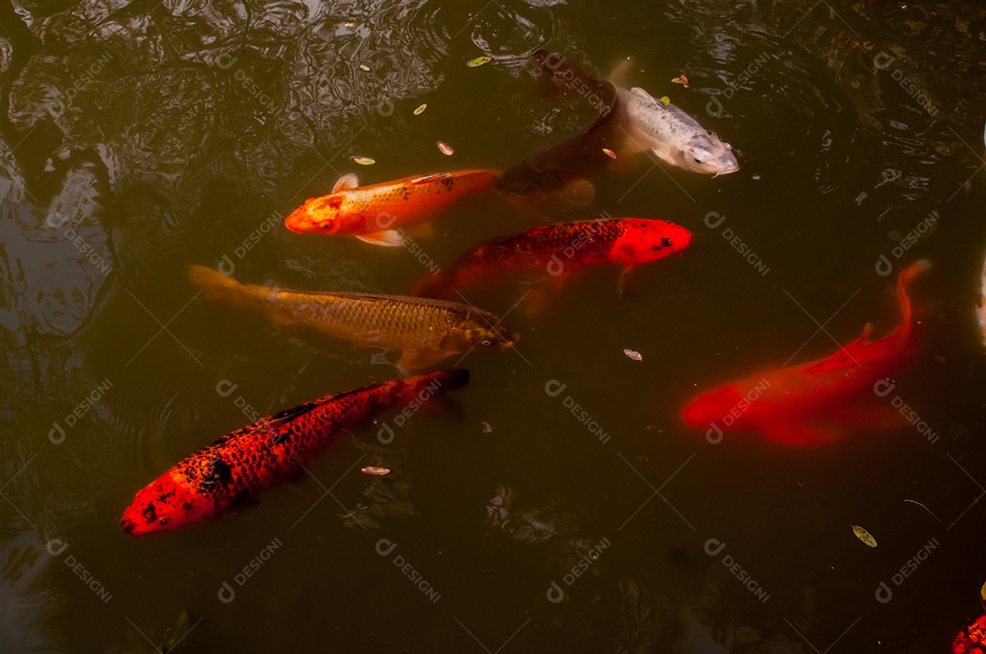 Belo lago de carpas no jardim japonês em Buenos Aires Argentina