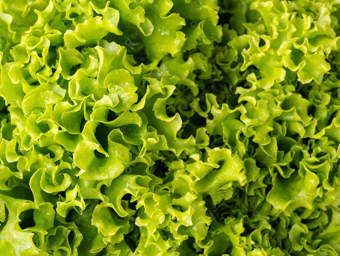 Closeup de folhas verdes frescas de alface.