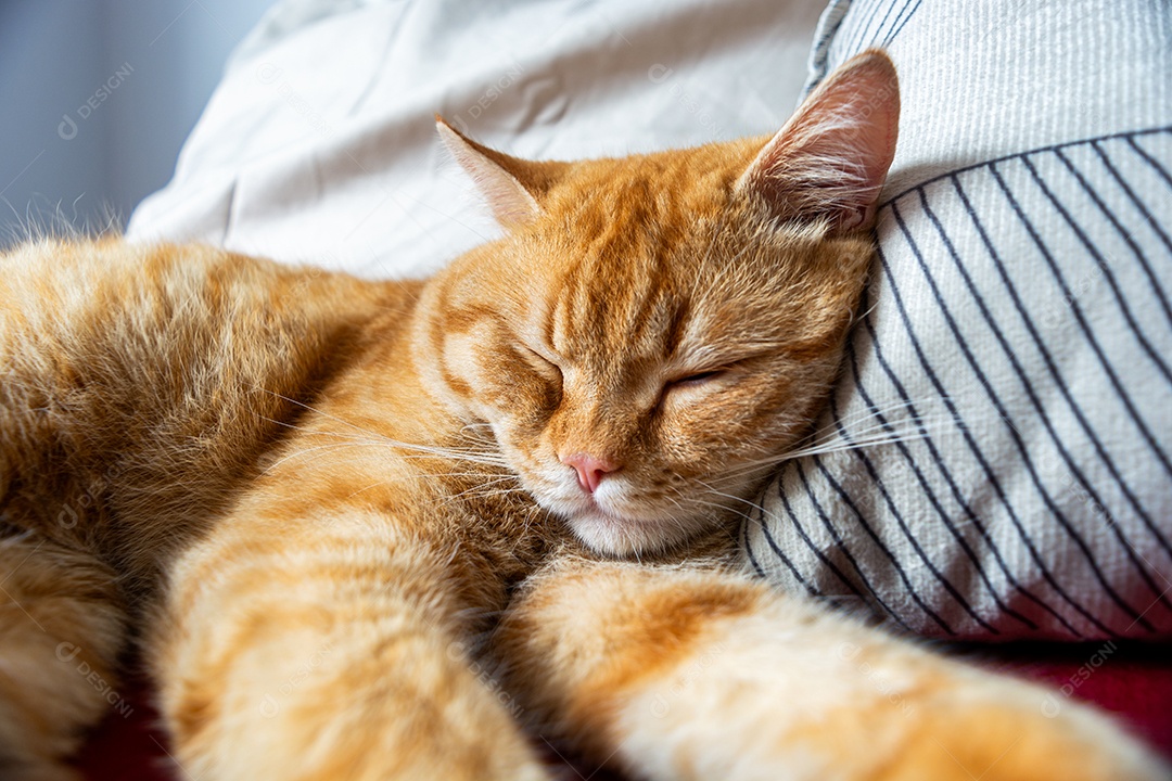 Gato malhado laranja dormindo na cama