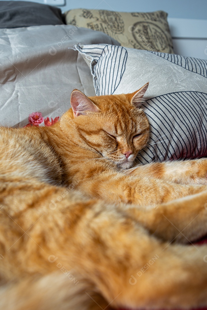 Gato malhado laranja dormindo na cama