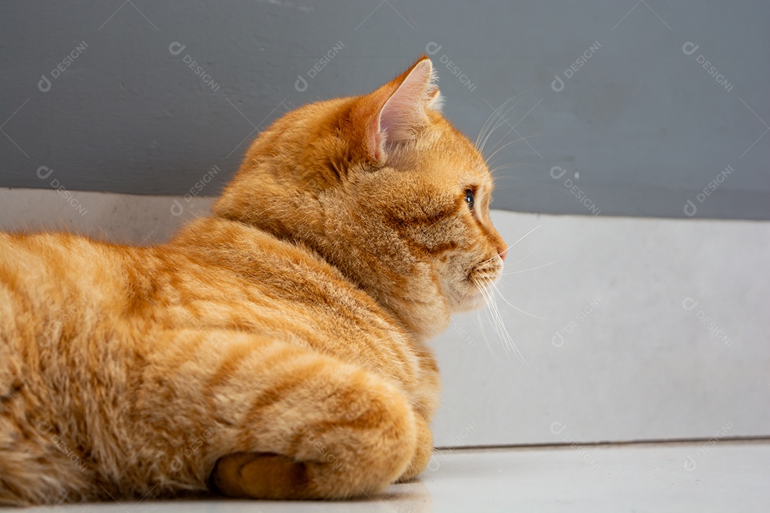 Gato malhado laranja dormindo na cama