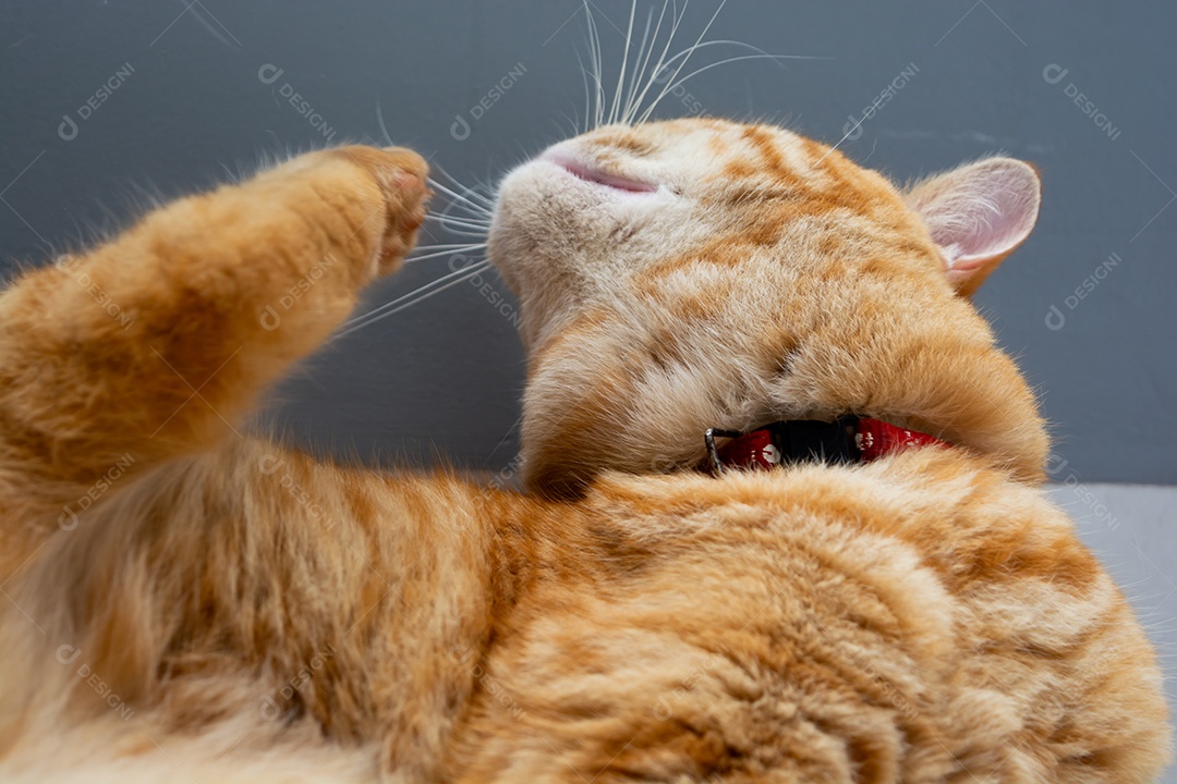 Gato malhado laranja dormindo na cama