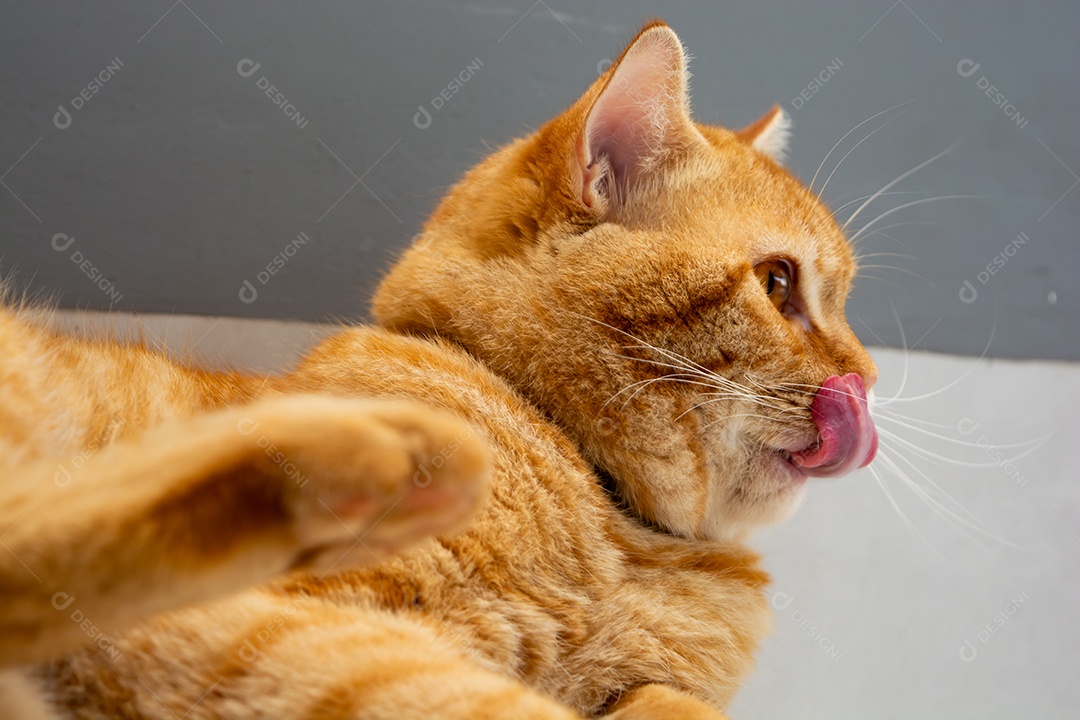 Gato malhado laranja dormindo na cama