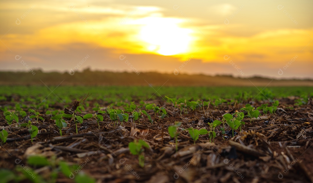 Lavoura de soja ao por do sol