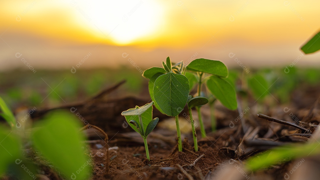 Pé de soja recém plantado