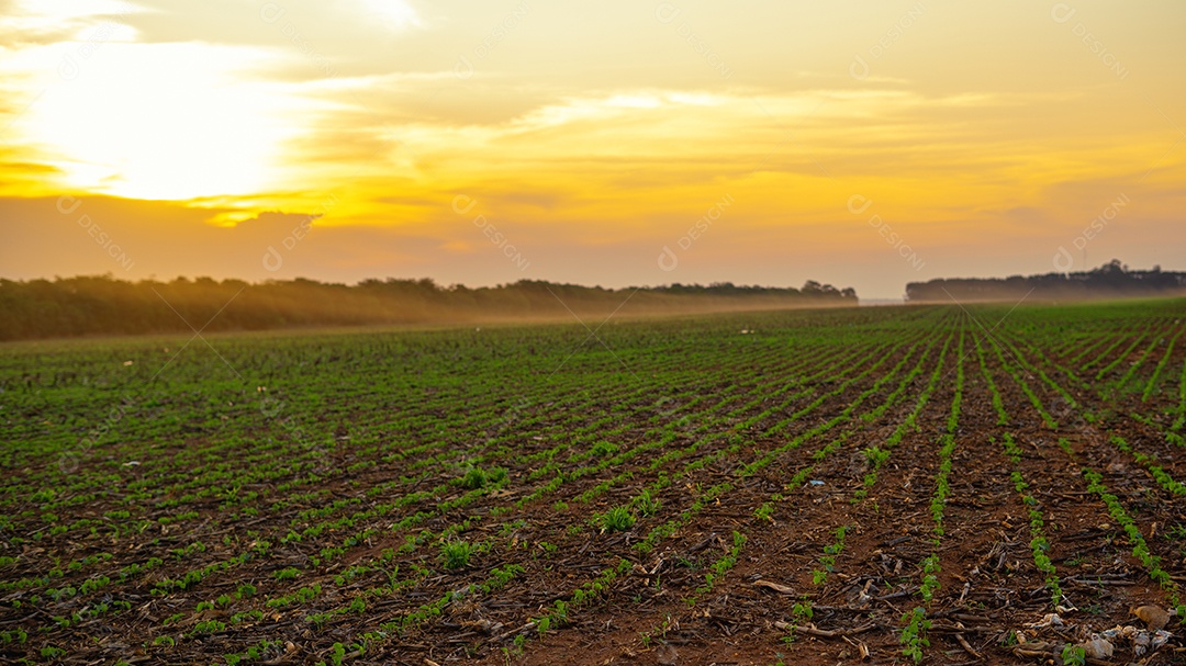 Vista de uma lavoura de soja plantada
