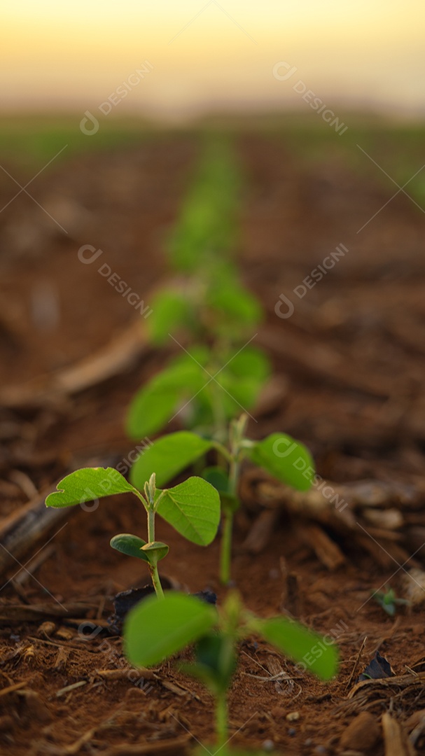 Fileira de pés de soja