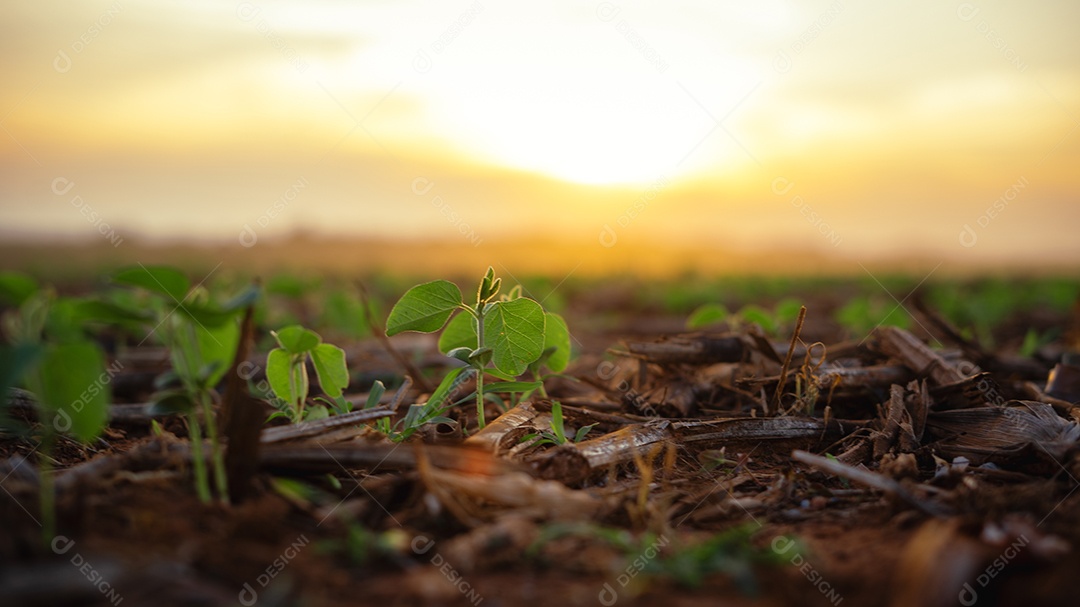 Lavoura de soja pequena