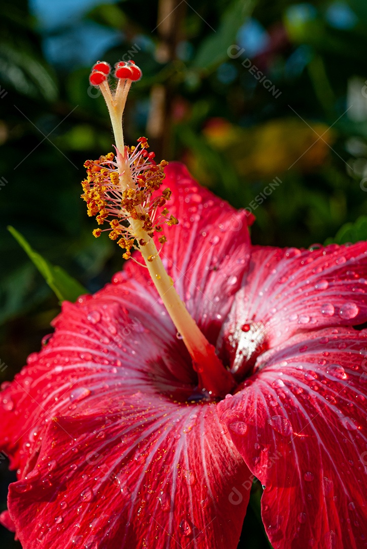 Flores sobre floresta