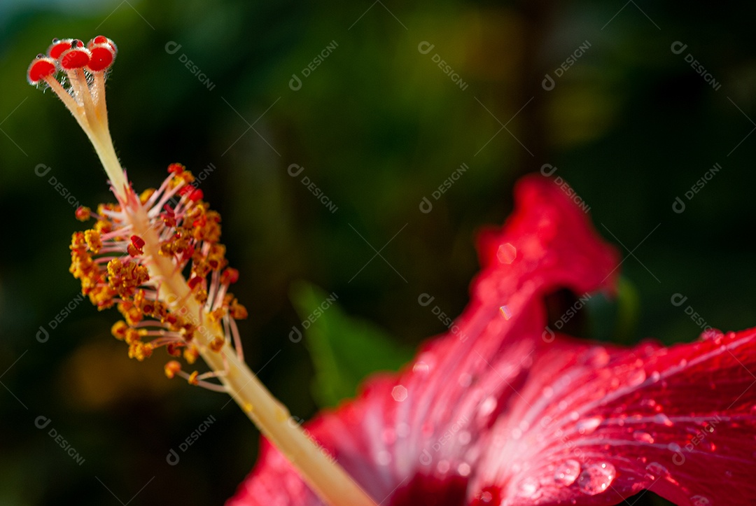 Lindas flores sobre floresta