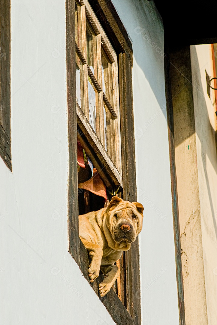 Cachorro sobre uma varanda de uma casa