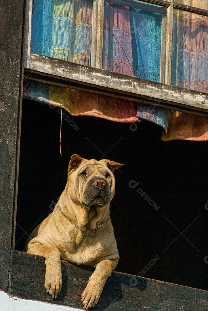 Cachorro sobre uma varanda de uma casa