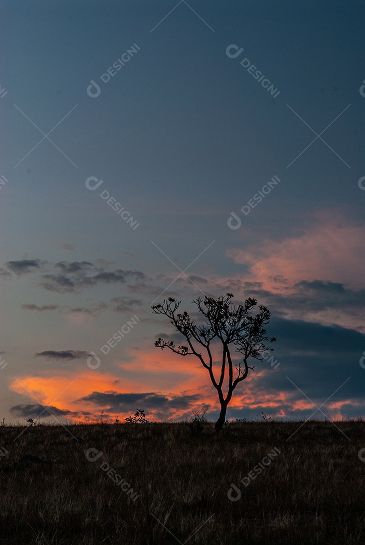Linda paisagem floresta