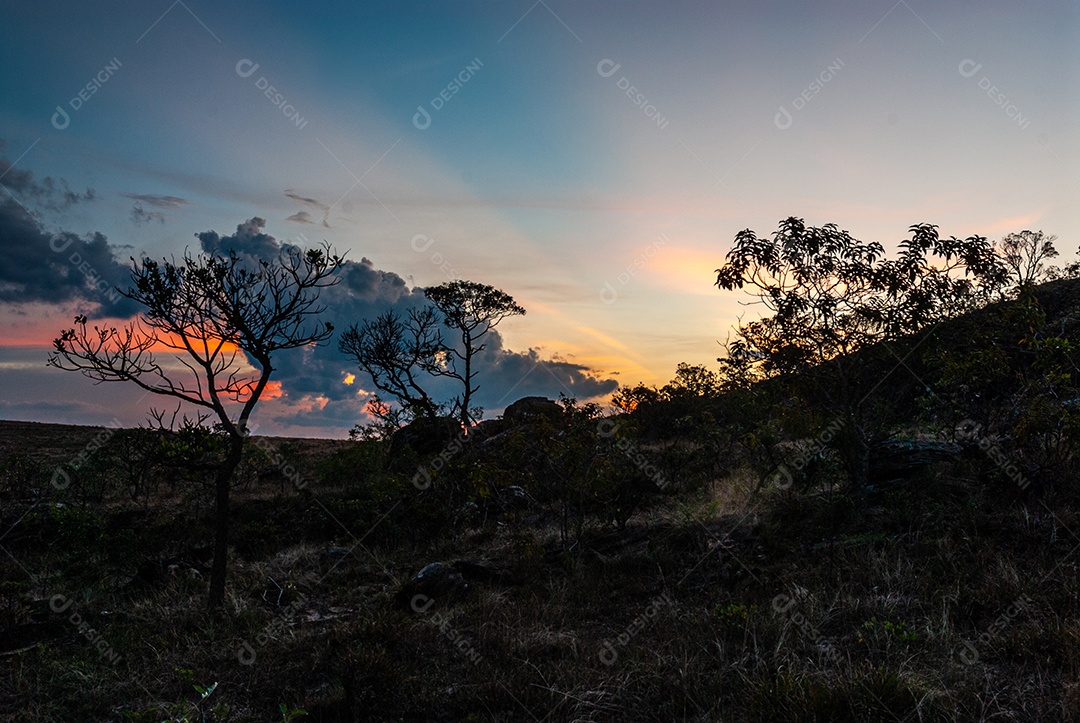 Linda paisagem floresta