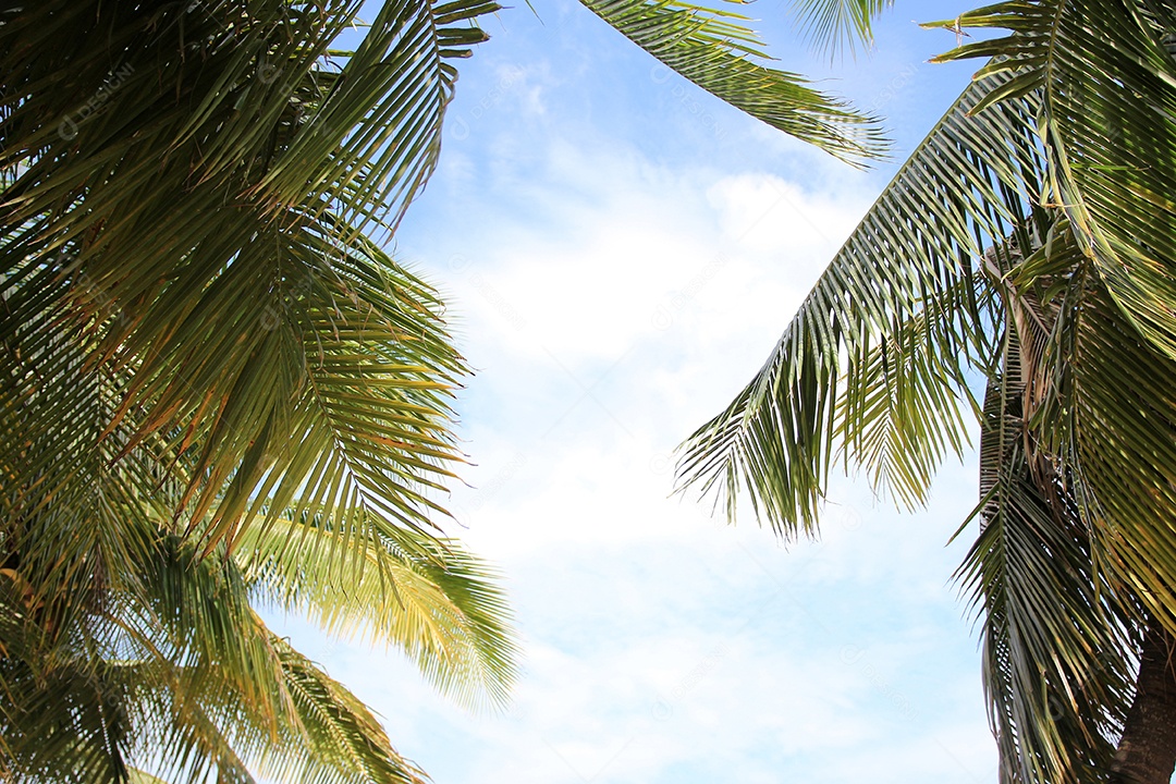 Licença verde do fundo da palmeira de coco