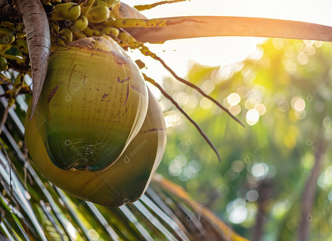 O coco cresce em uma árvore no jardim da colheita no clarão do sol