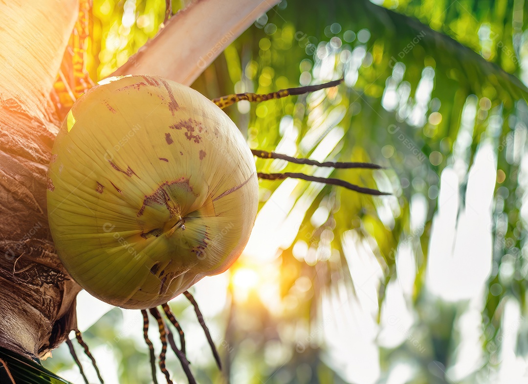 O coco cresce em uma árvore no jardim da colheita no clarão do sol
