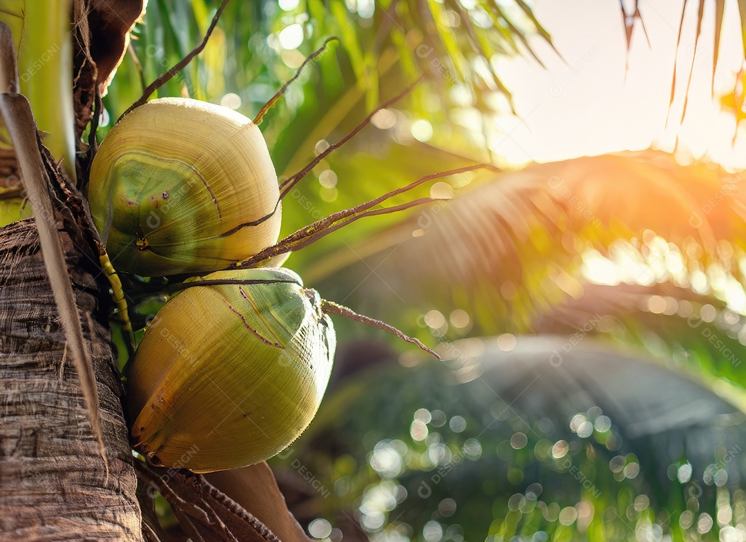 O coco cresce em uma árvore no jardim da colheita no clarão do sol