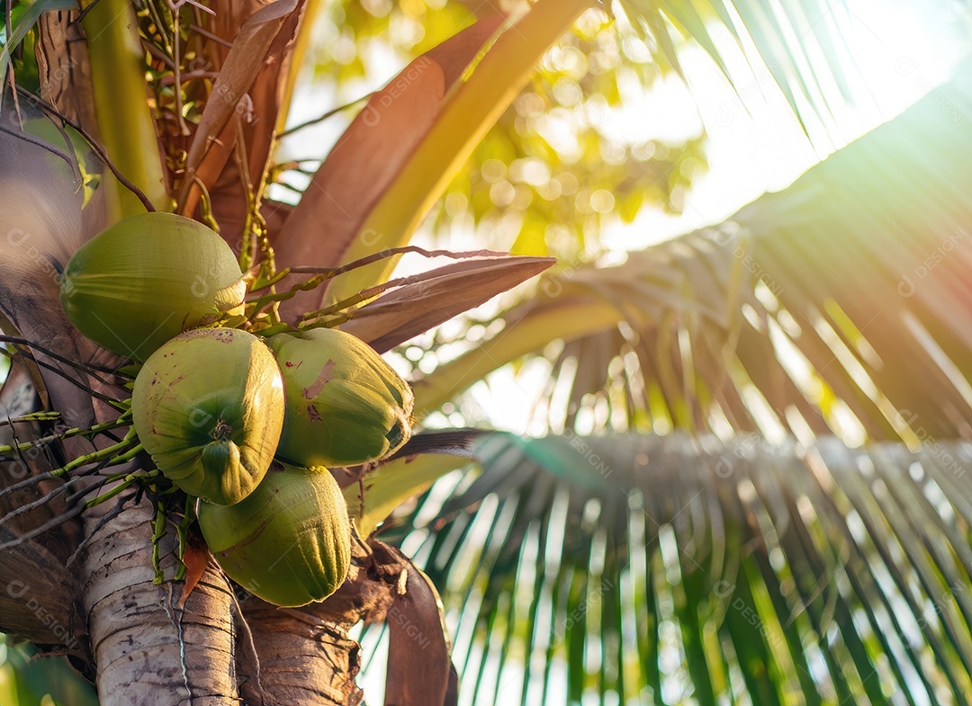 O coco cresce em uma árvore no jardim da colheita no clarão do sol