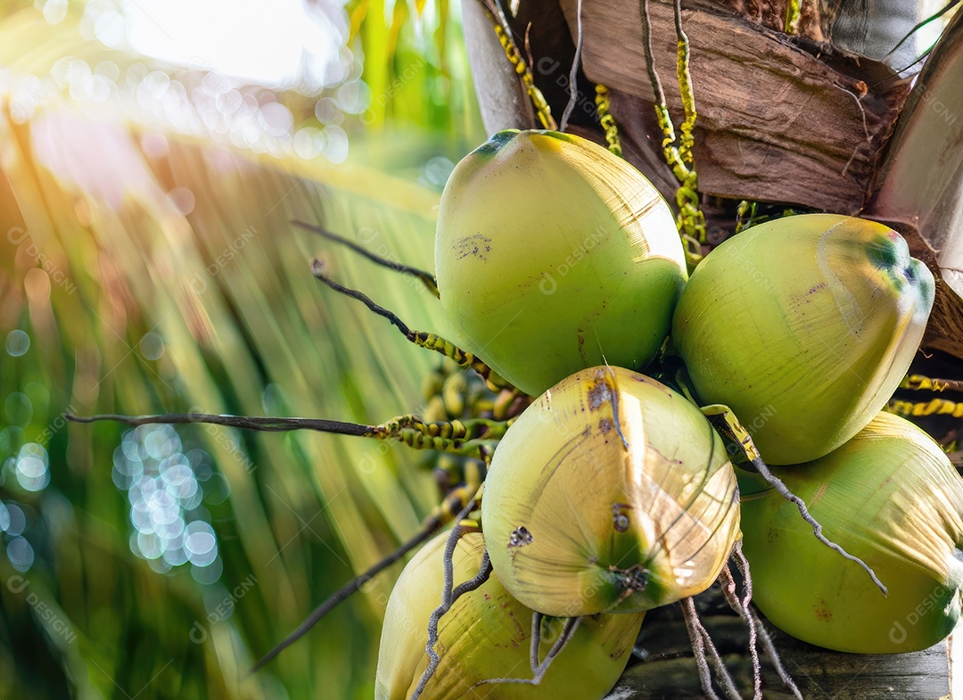 O coco cresce em uma árvore no jardim da colheita no clarão do sol